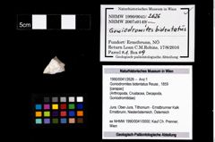 Foto (Objekt + Etikett) von Goniodromites bidentatus (Reuss, 1859)  (NHMW-GEO-1990-0041-2626)